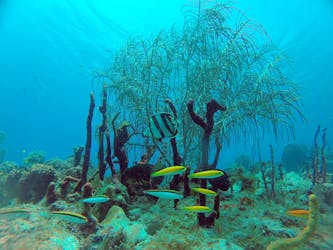 Scuba Diving in Punta Cana
